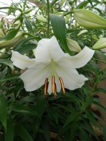 [4232 Casa Blanca 2N No102.JPG]